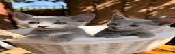 Russian Blue cats for sale: 🐾Champion Line TICA Russian Blue Kittens 🐾 - Advert 6