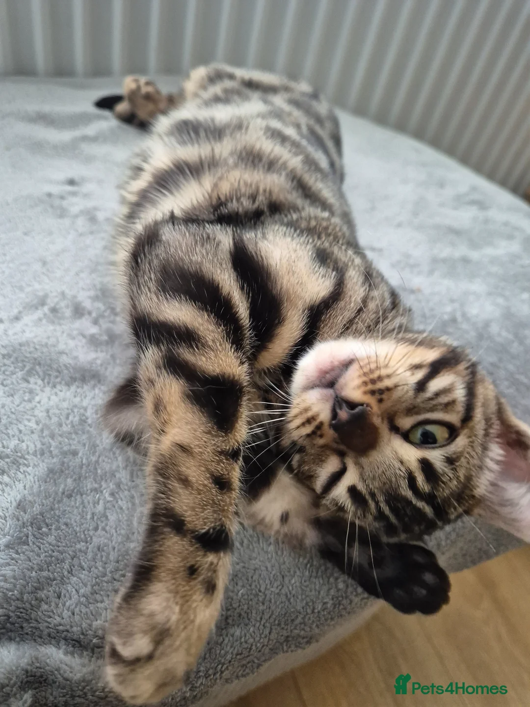 Bengal cats for sale: 2 beautiful bengal kittens - Advert 2