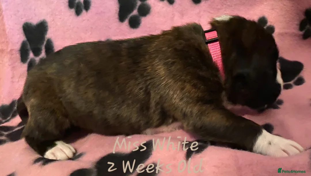 Boxer dogs for sale: 3 Brindle Puppies Available - Advert 12
