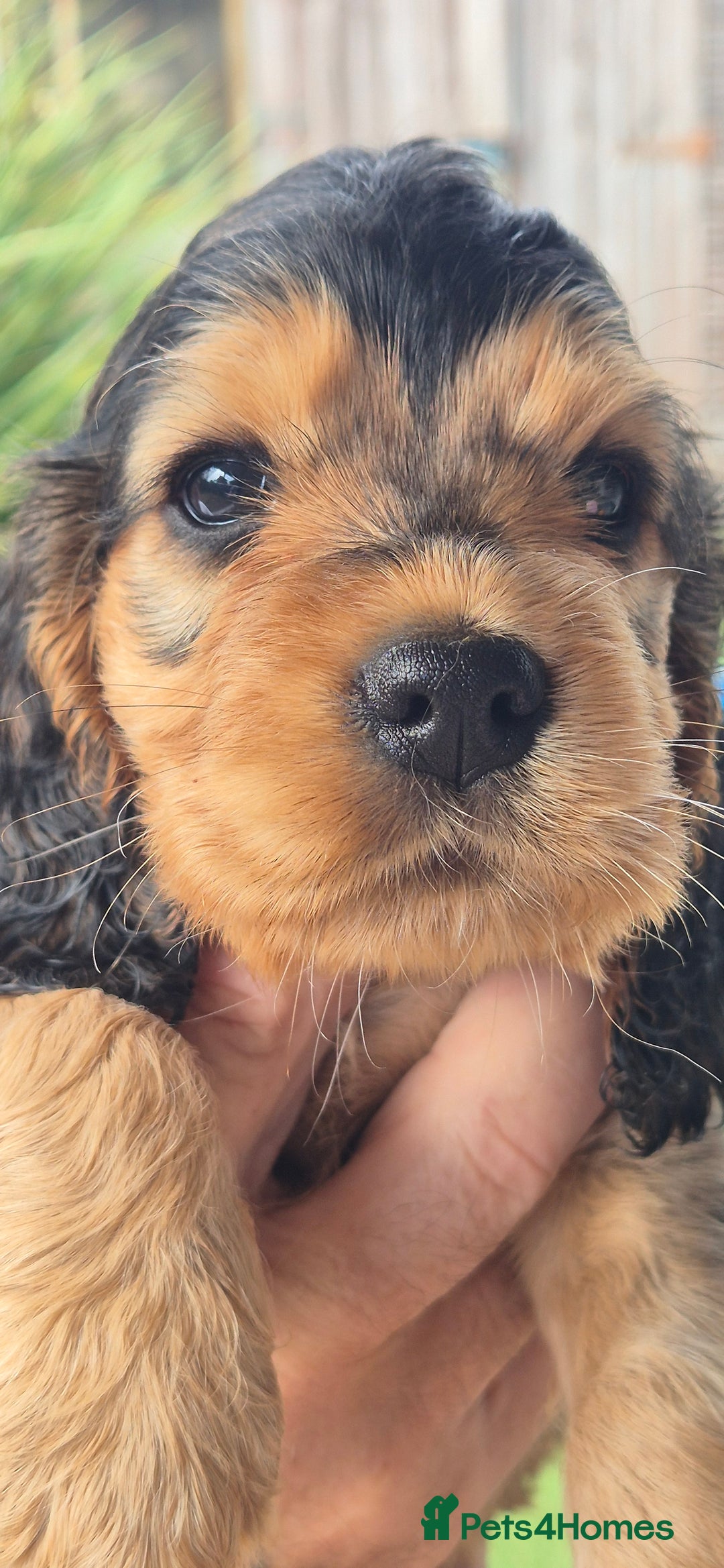 Cocker Spaniel dogs for sale: KC registered show cockers dna tested parents - Image 5