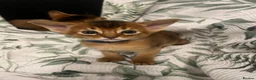 Abyssinian cats for sale: Adorable Abyssinian kittens - Advert 14