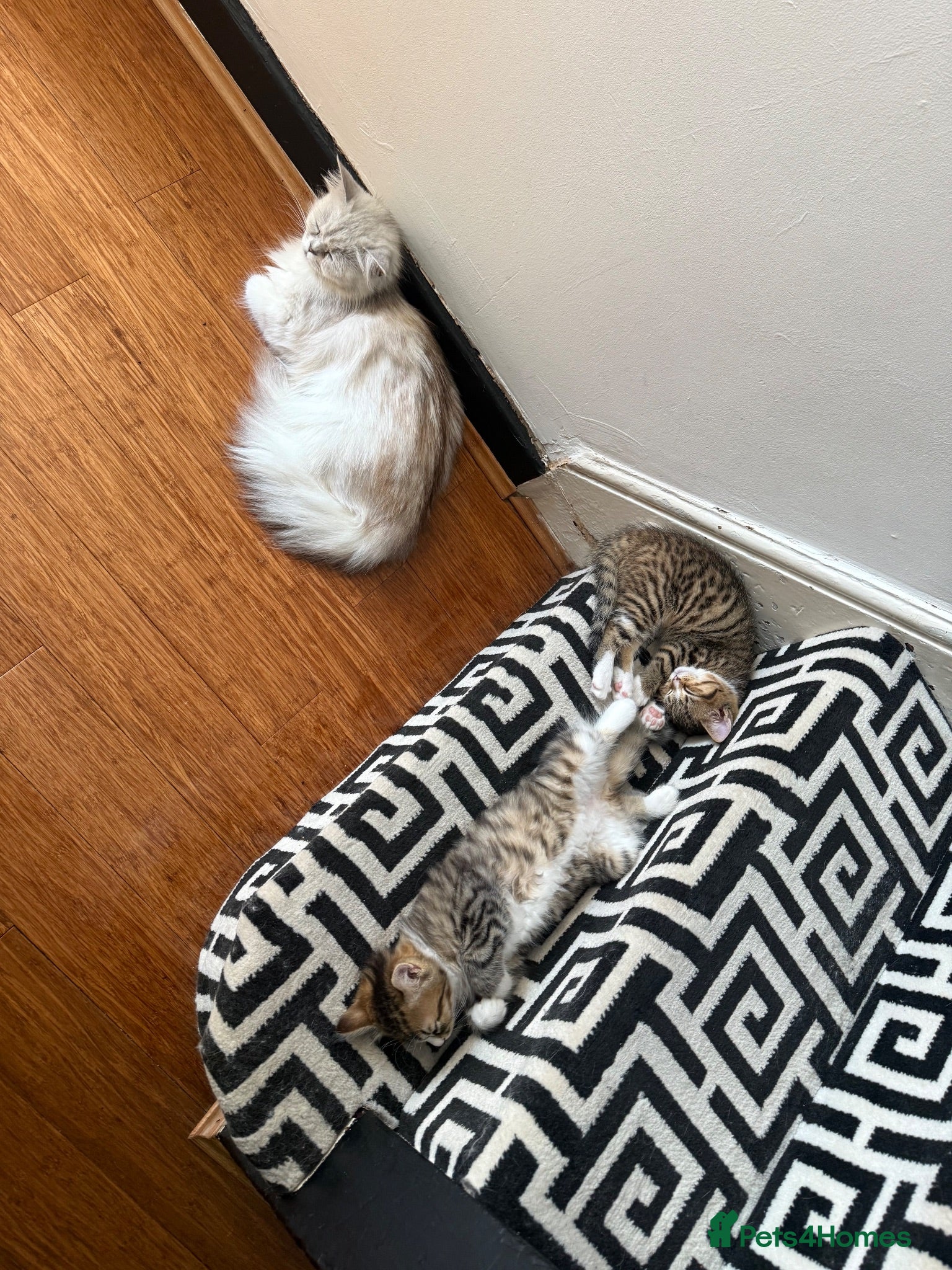 Mixed Breed cats 3half persian half tabby kittens  - Advert 1