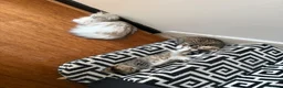Mixed Breed cats for sale: 3half persian half tabby kittens  in Cardiff - Advert 1