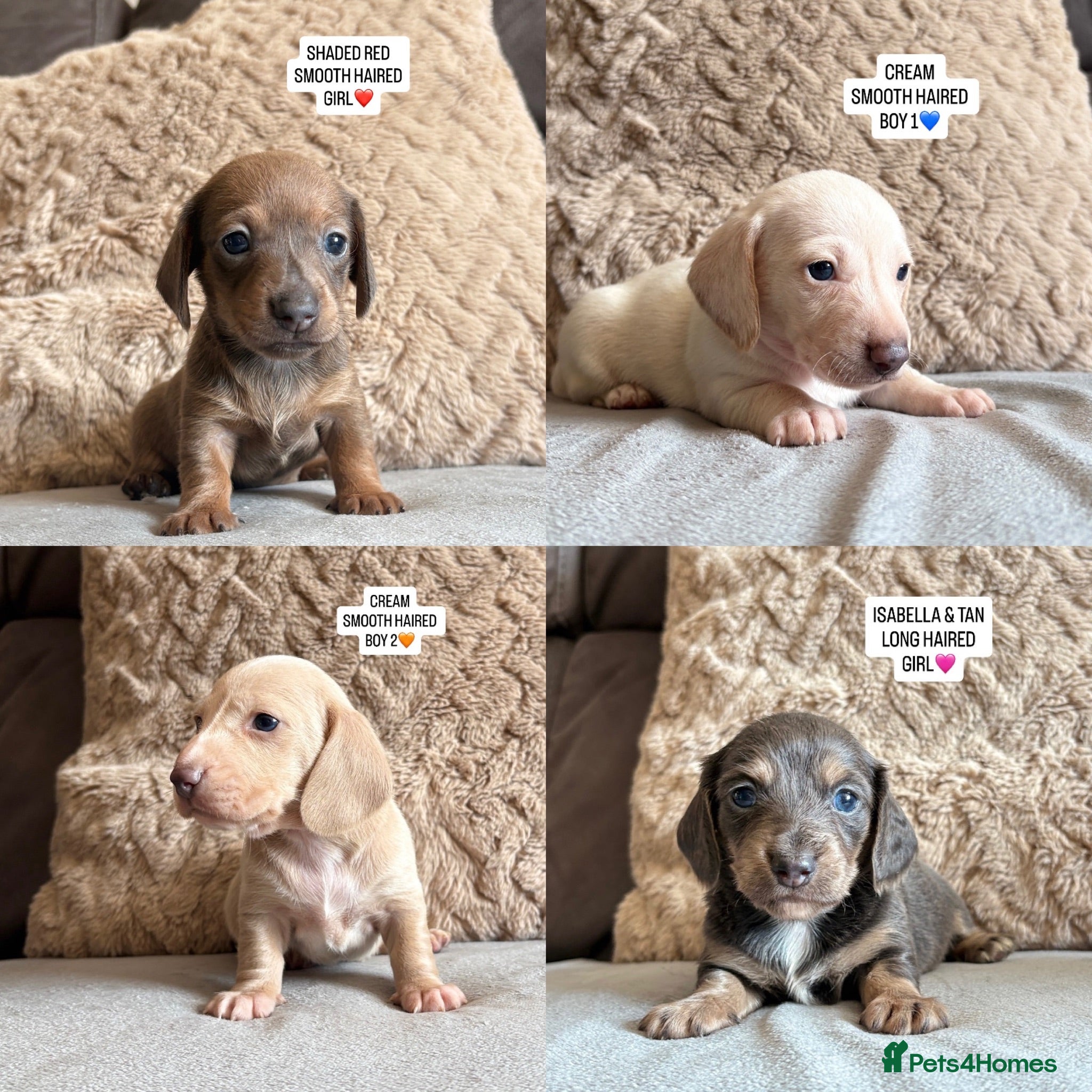 Miniature Dachshund dogs MINIATURE DACHSHUND PUPPIES🐾 - Advert 1