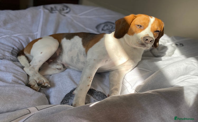Beagle dogs - Advert 1