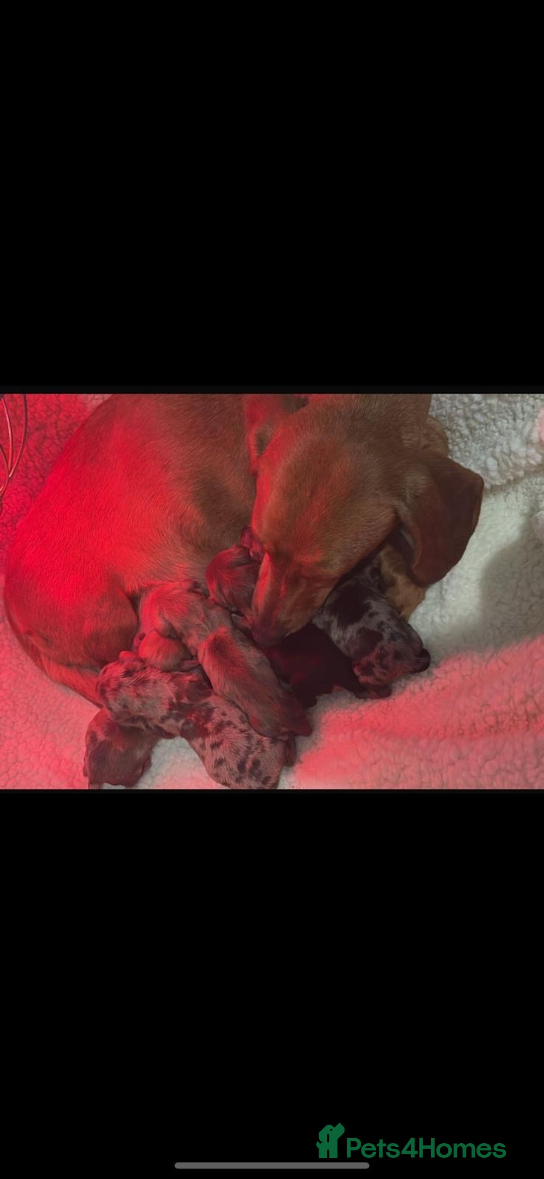 Dachshund dogs for sale: Miniature dashboard babies  - Advert 3