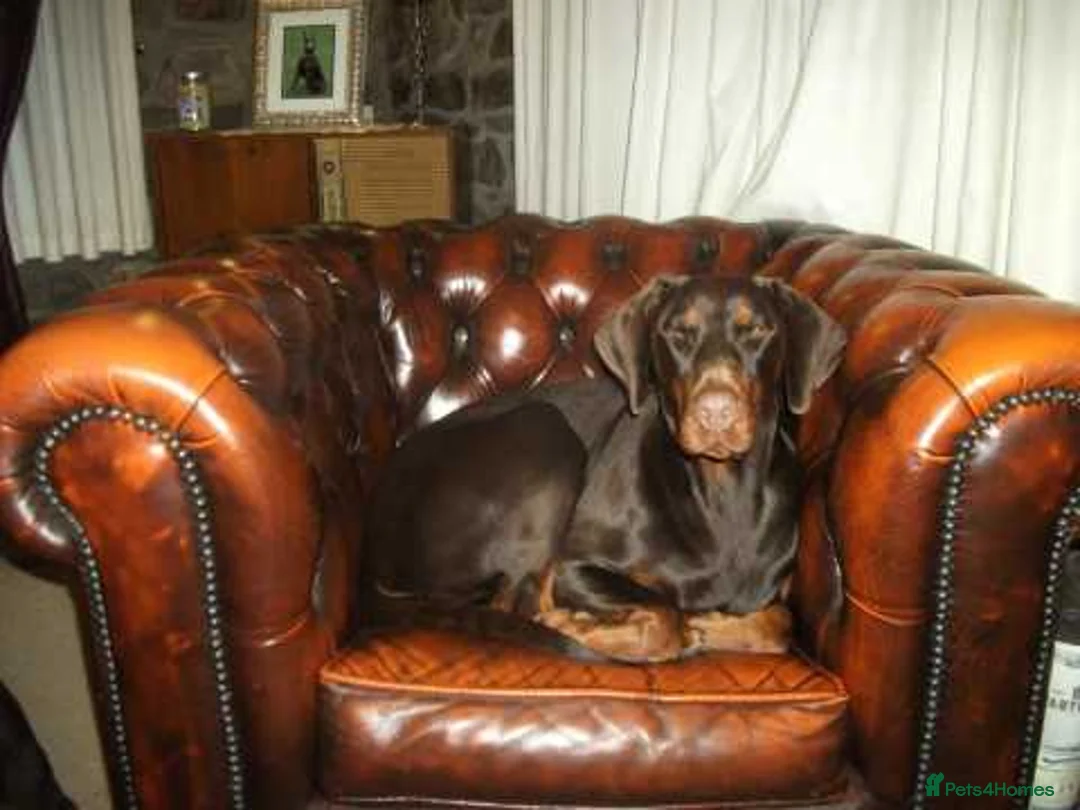 Dobermann dogs for sale: Torcheney Puppies Due March 2026 - Wait List Open - Advert 11