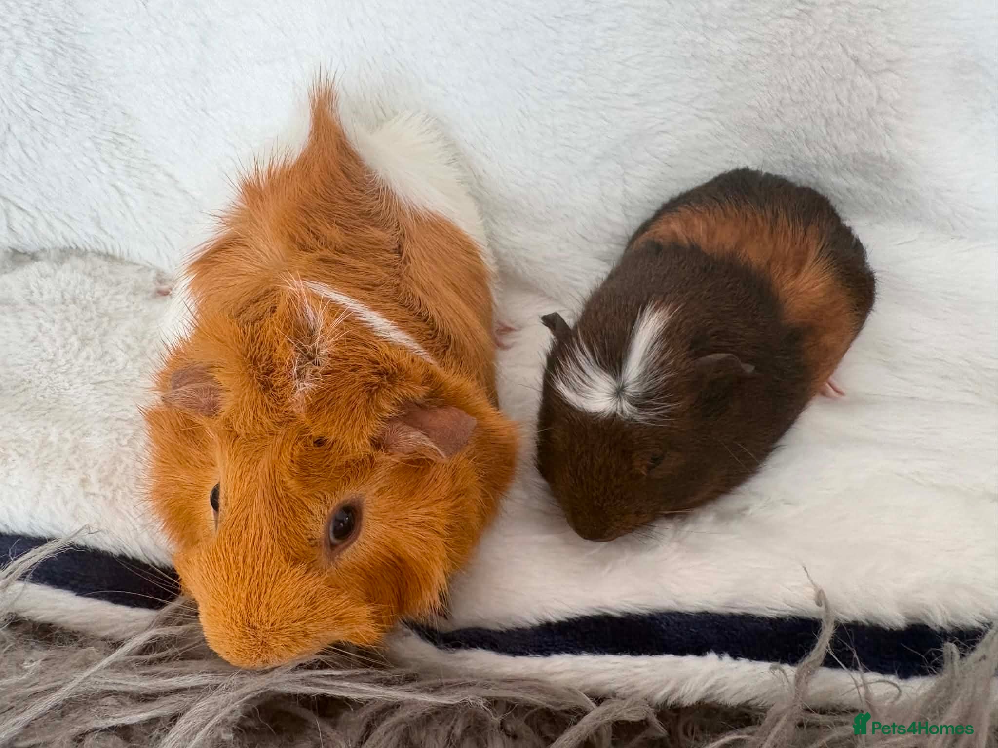 Guinea Pig rodents Guinea pigs  - Advert 2