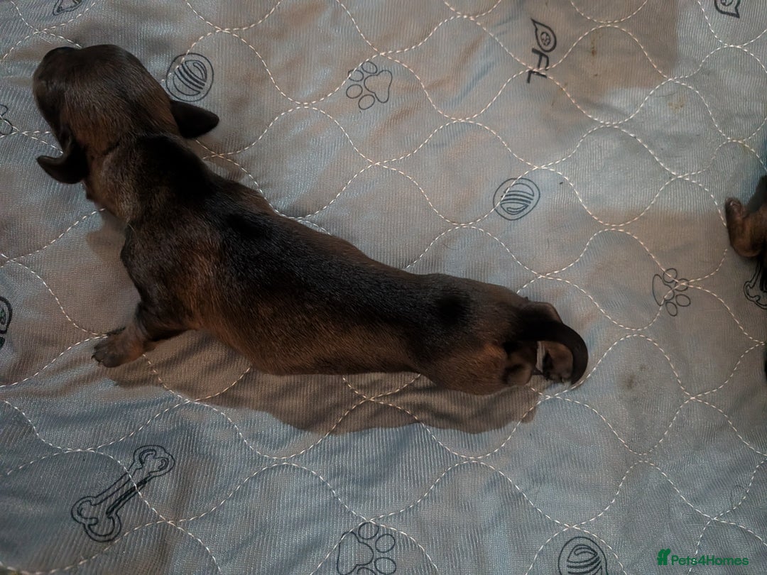 Dachshund dogs for sale: Dachshund puppies  - Advert 17