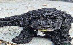 Cockapoo dogs for sale: Cockapoo boys  - Image 16