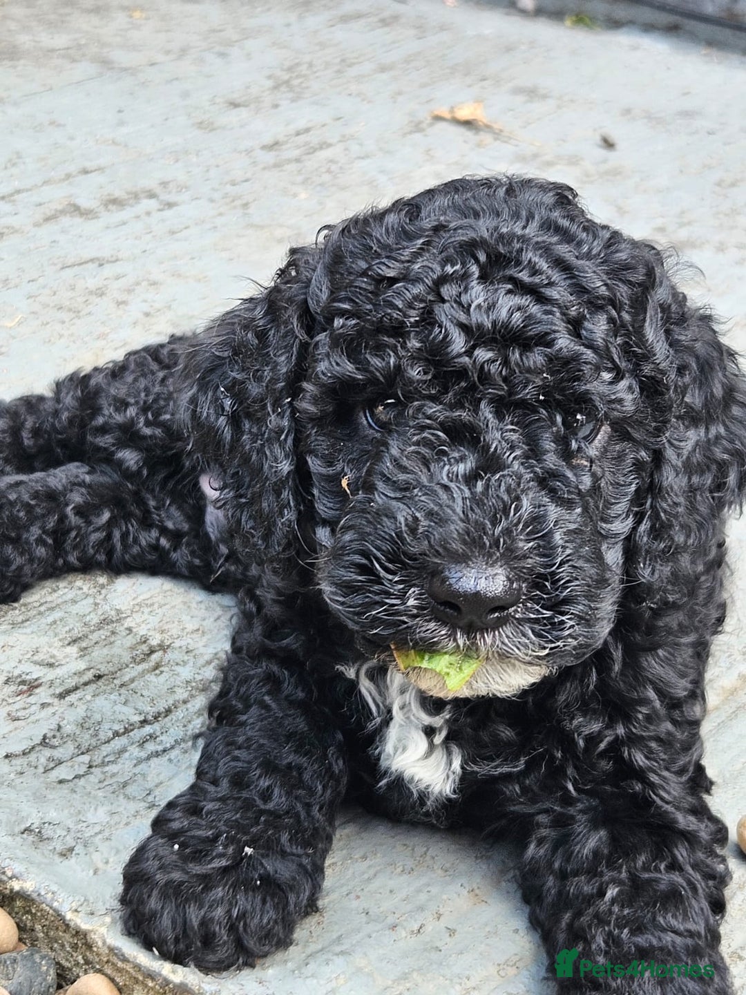 Cockapoo dogs for sale: Cockapoo boys  - Image 16