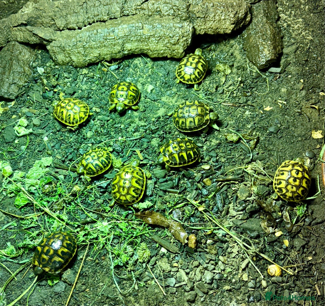 Tortoise reptiles for sale: Western Hermanns -Testudo Hermanni Hermanni - Image 4