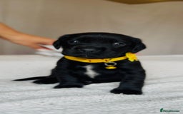 Springador dogs for sale: Springador Puppies - Image 7