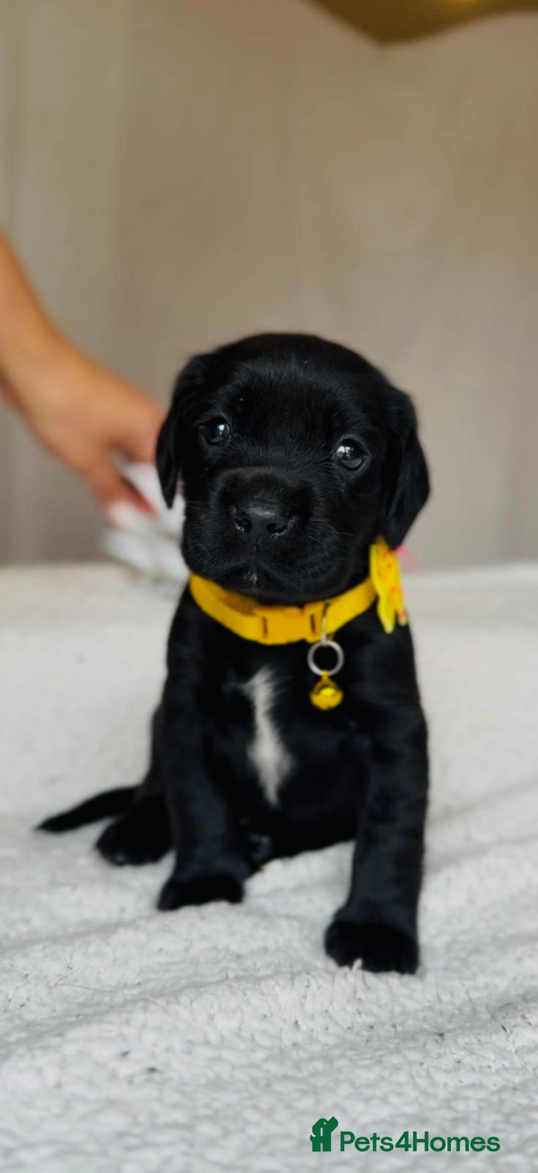 Springador dogs for sale: Springador Puppies - Image 7