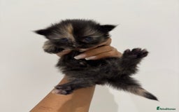 Munchkin cats for sale: beautiful short legged munchkins - Advert 12