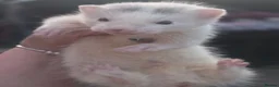 Ferret rodents for sale: Ferret kits  - Advert 4