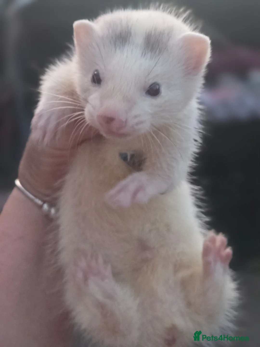Ferret rodents for sale: Ferret kits  - Advert 4