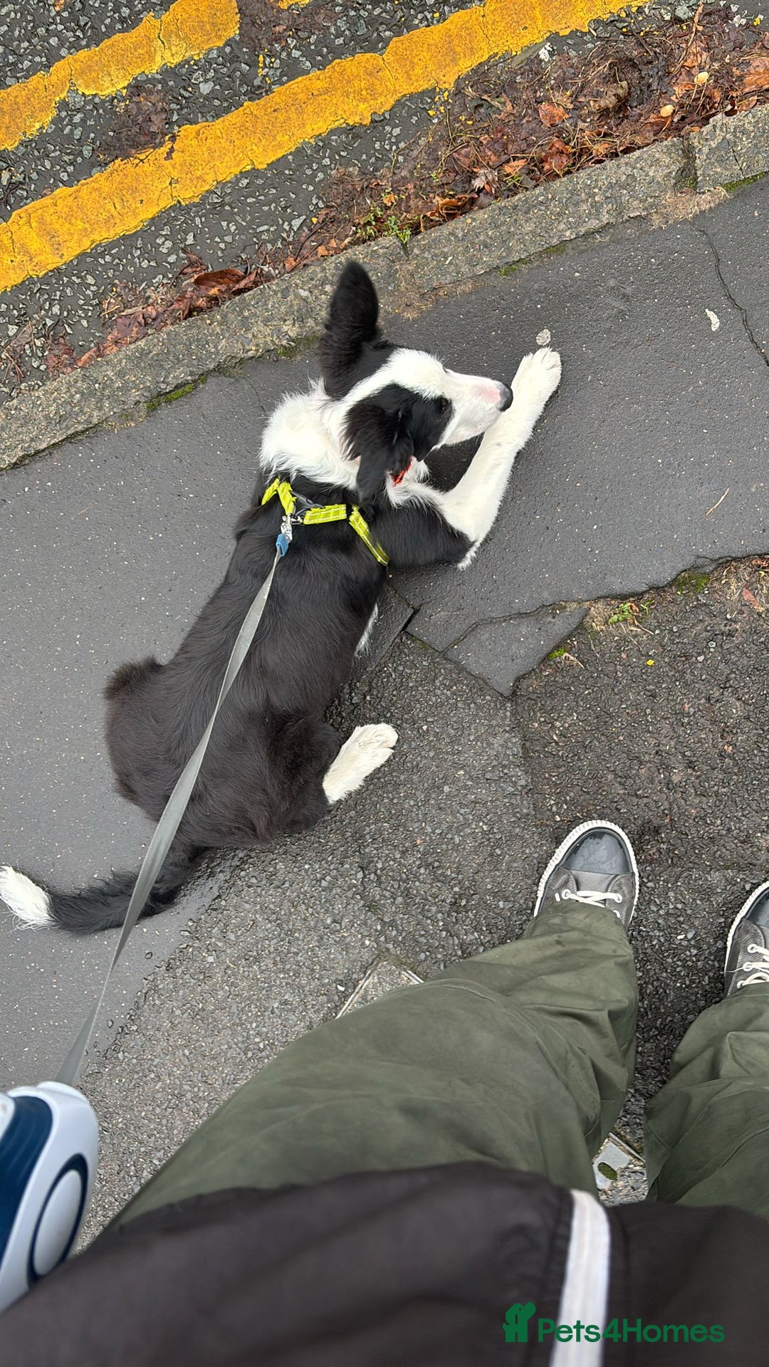 Border Collie dogs for adoption: 5 month old border collie - Advert 6