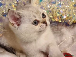 British Shorthair cats GOLDEN BLUE POINT, GOLDEN TABBY BRITISH SHORTHAIR - Advert 4