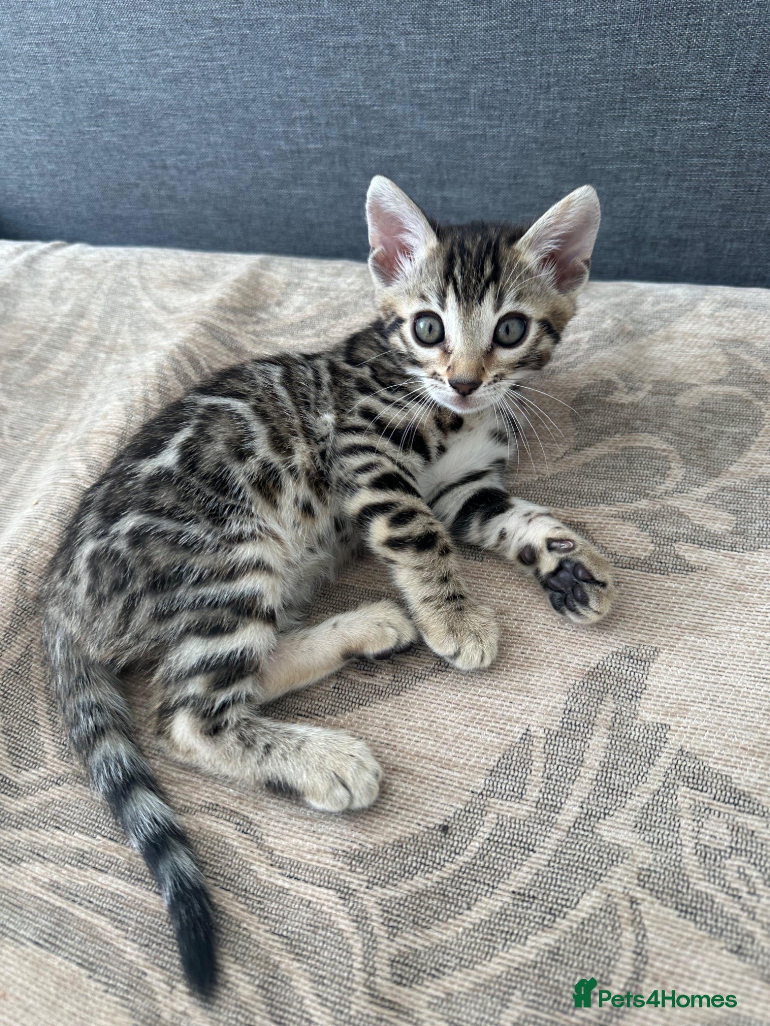 Bengal Kitten 4