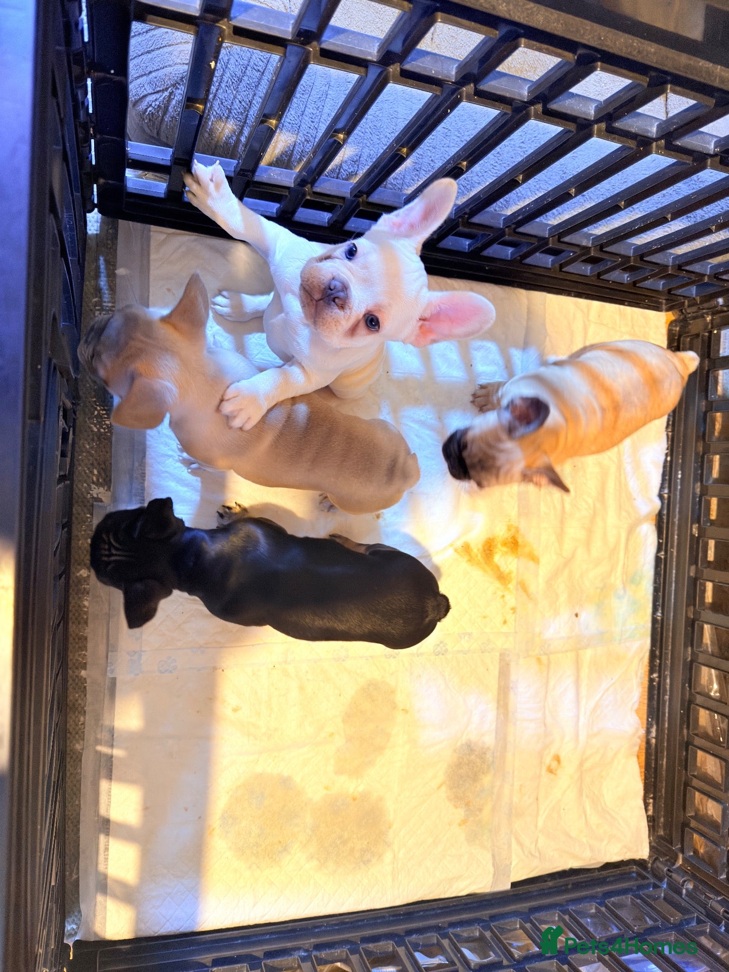 French Bulldog dogs for sale: Beautiful French Bulldog puppies  - Advert 2