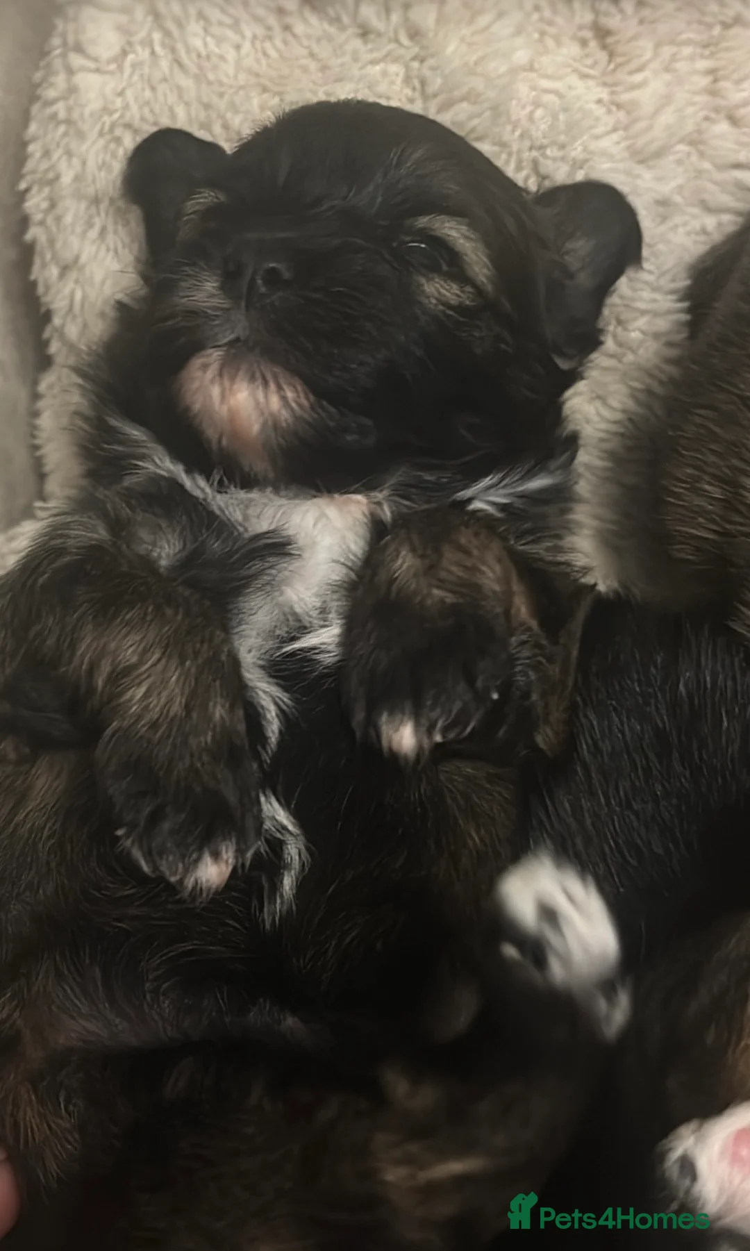 Pomchi dogs for sale: Pomchie puppies  in Middlesbrough - Advert 2