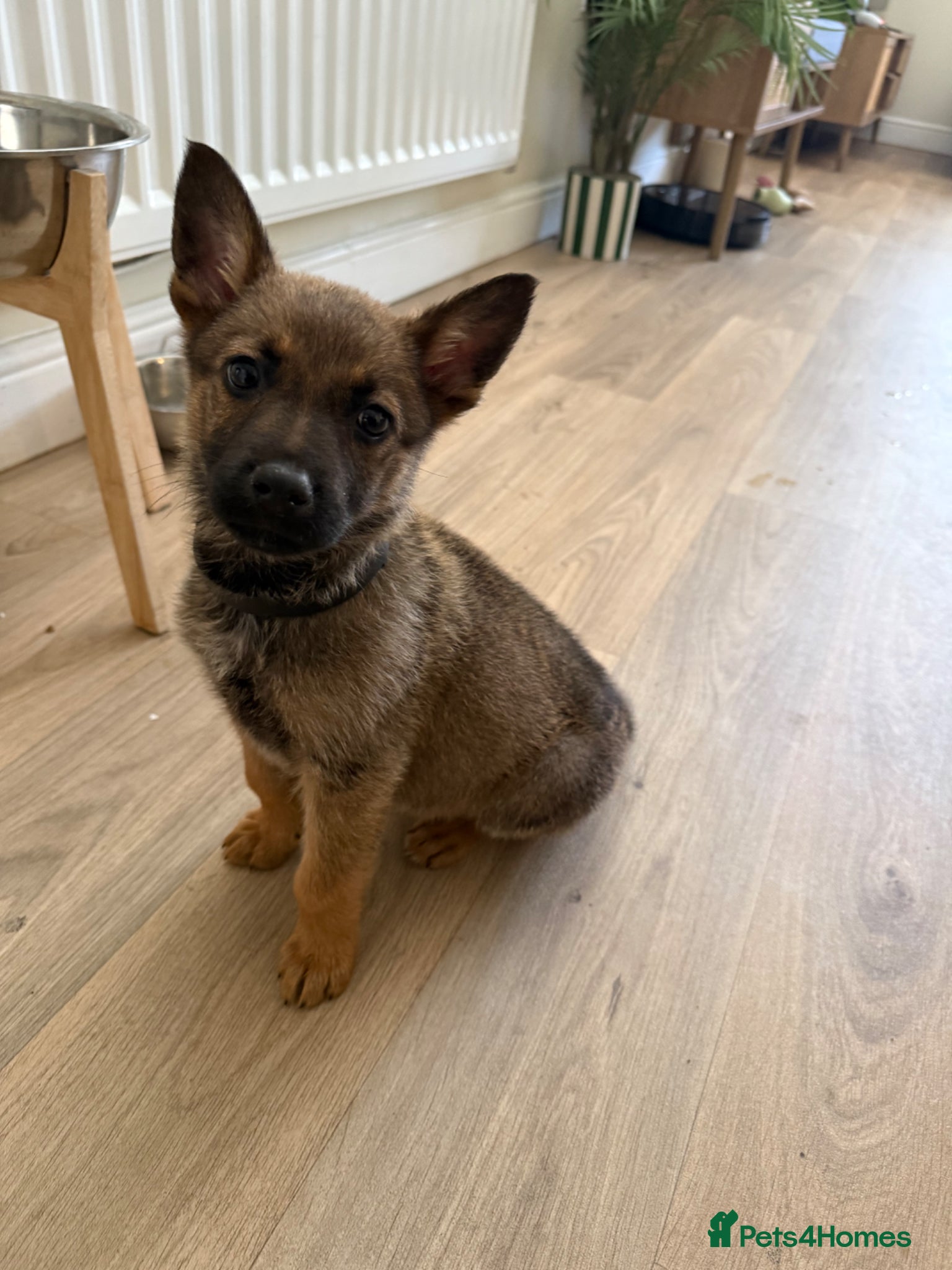 German Shepherd dogs Beautiful German shepherd puppy  - Advert 2