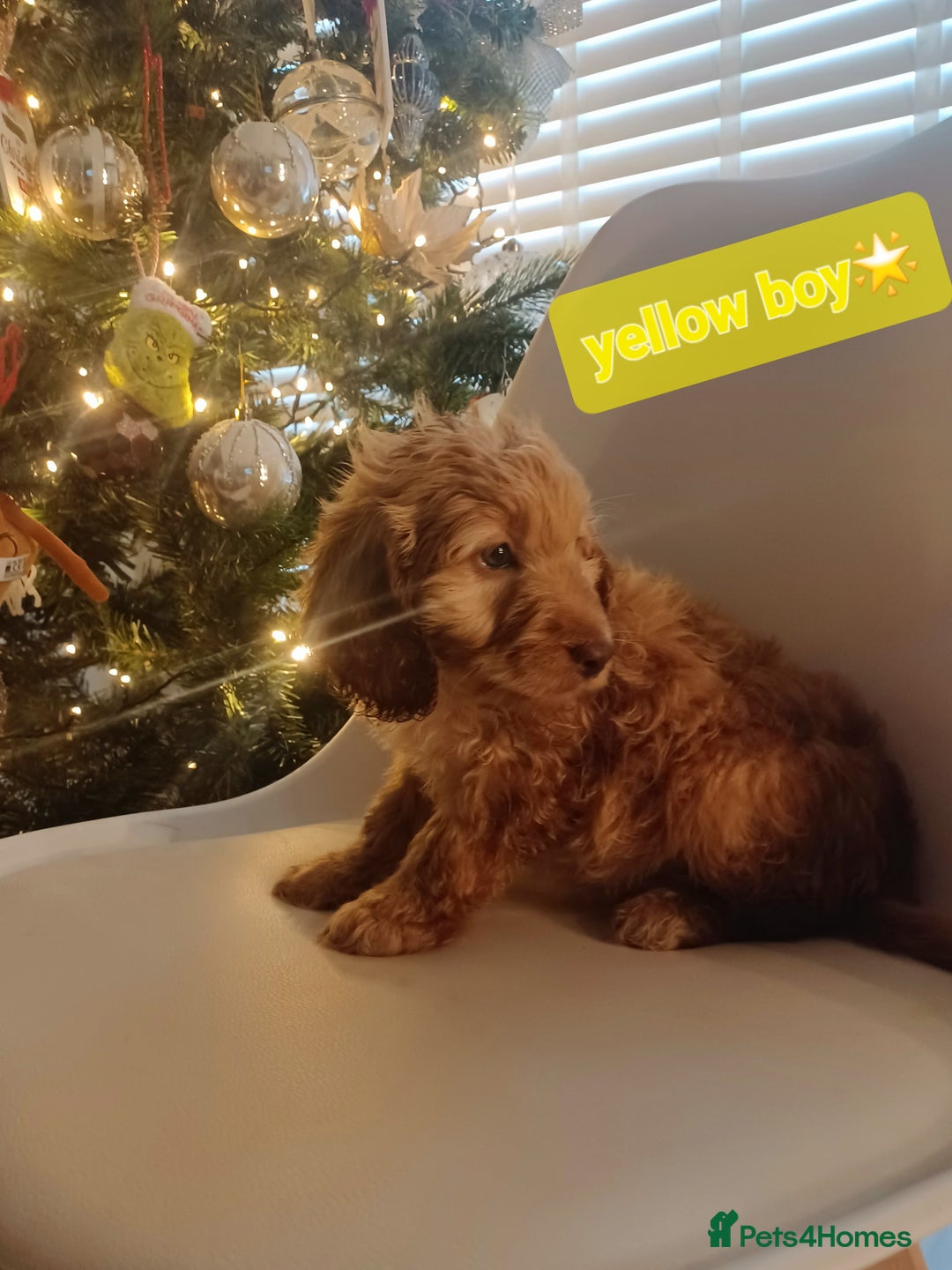 Cavapoo dogs for sale: 🐶  Cavapoo/ miniature poodle 🐶  - Advert 32