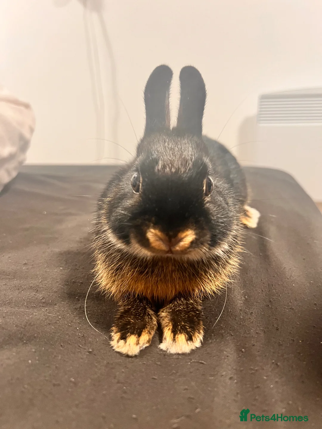 Netherland Dwarf rabbits for sale: NETHERLAND DWARF - Advert 1