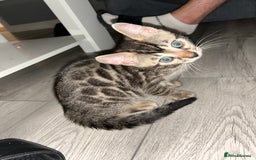 Bengal cats for sale: Bengal Kittens for Sale – Girl & Boy 🐆💛 - Image 9