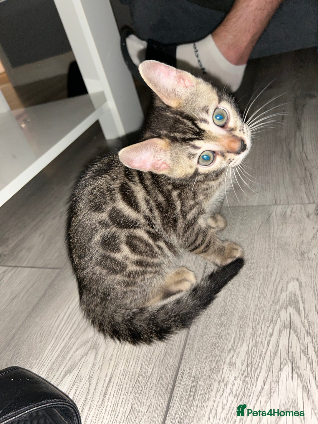 Bengal cats for sale: Bengal Kittens for Sale – Girl & Boy 🐆💛 - Image 9