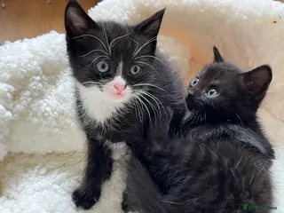 British Shorthair cats Beautiful Half British Shorthair Kittens - Advert 5
