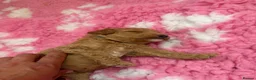 Labradoodle dogs for sale: Extensively DNA  ToY/mini labradoodle parents DNA  - Advert 2