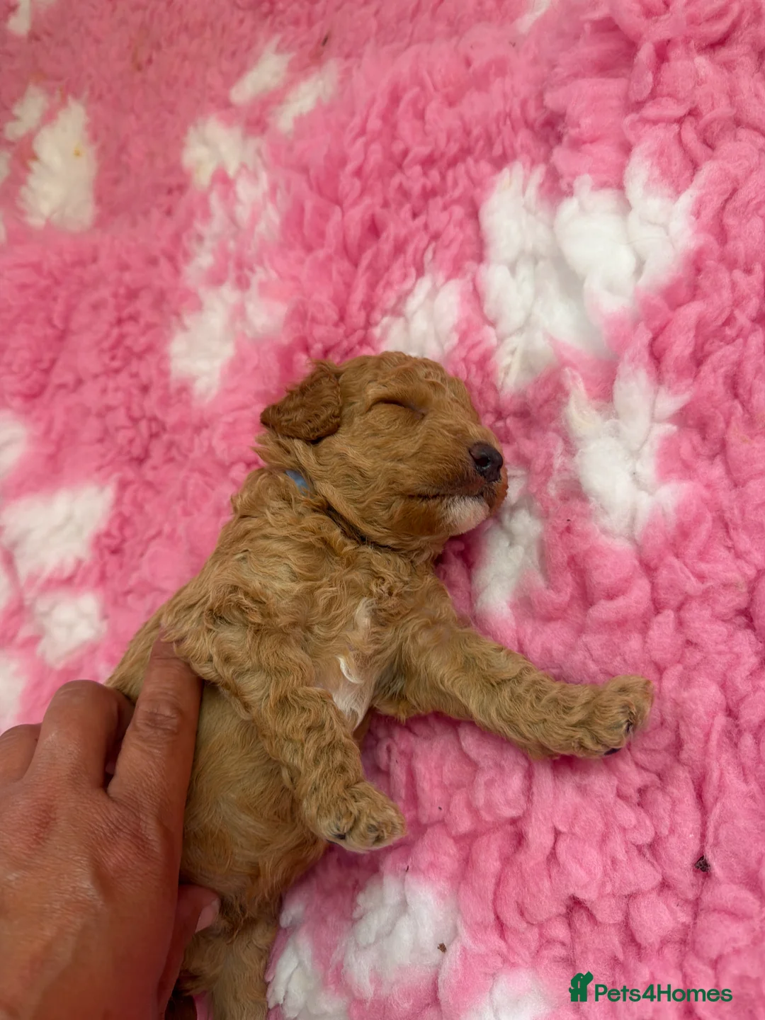Labradoodle dogs for sale: Extensively DNA  ToY/mini labradoodle parents DNA  - Advert 2