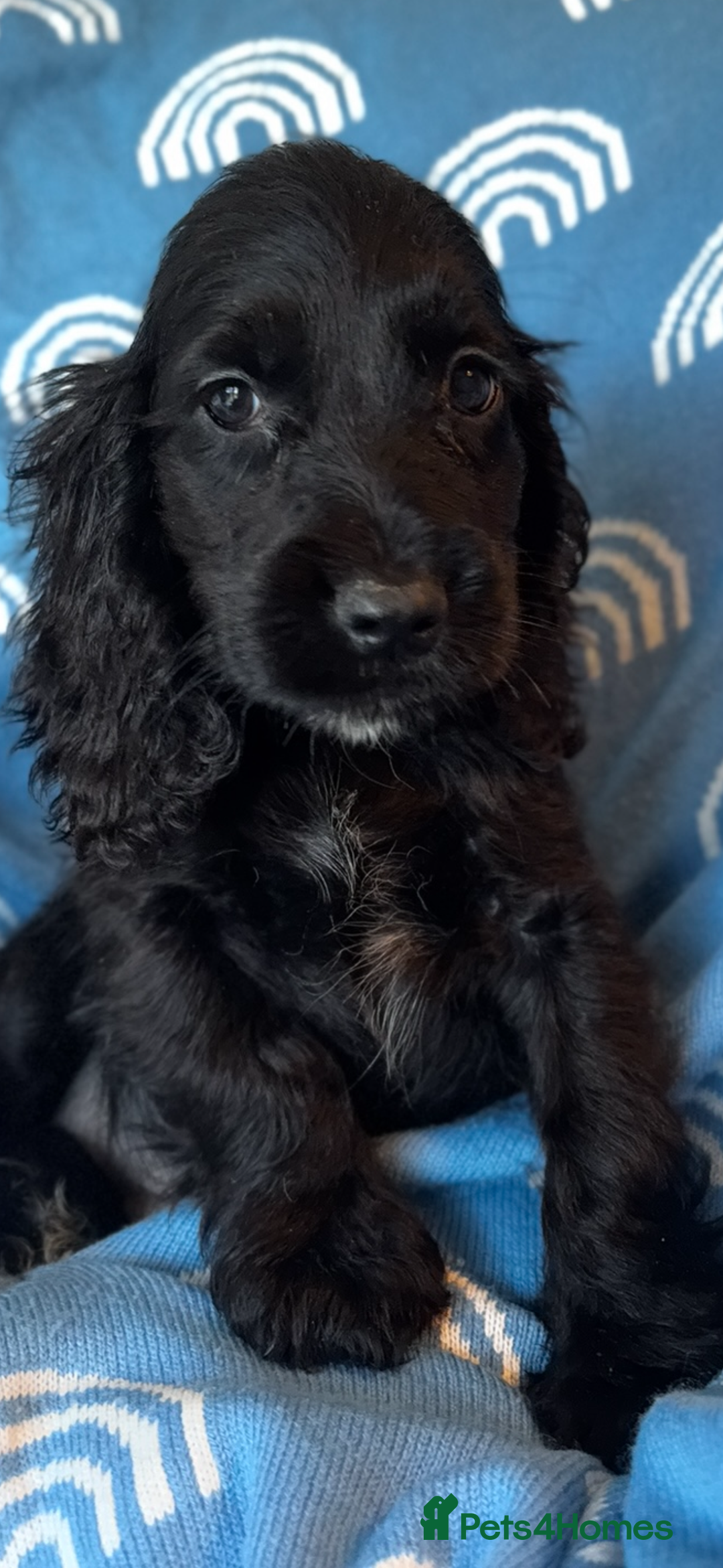 Cocker Spaniel dogs for sale: Cute cocker spaniels  - Advert 3