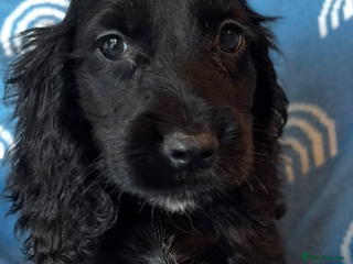 Cocker Spaniel dogs Cute cocker spaniels LAST 2 - Advert 7