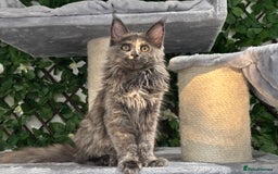 Maine Coon cats for sale: Tica Stunning Kittens  - Image 24