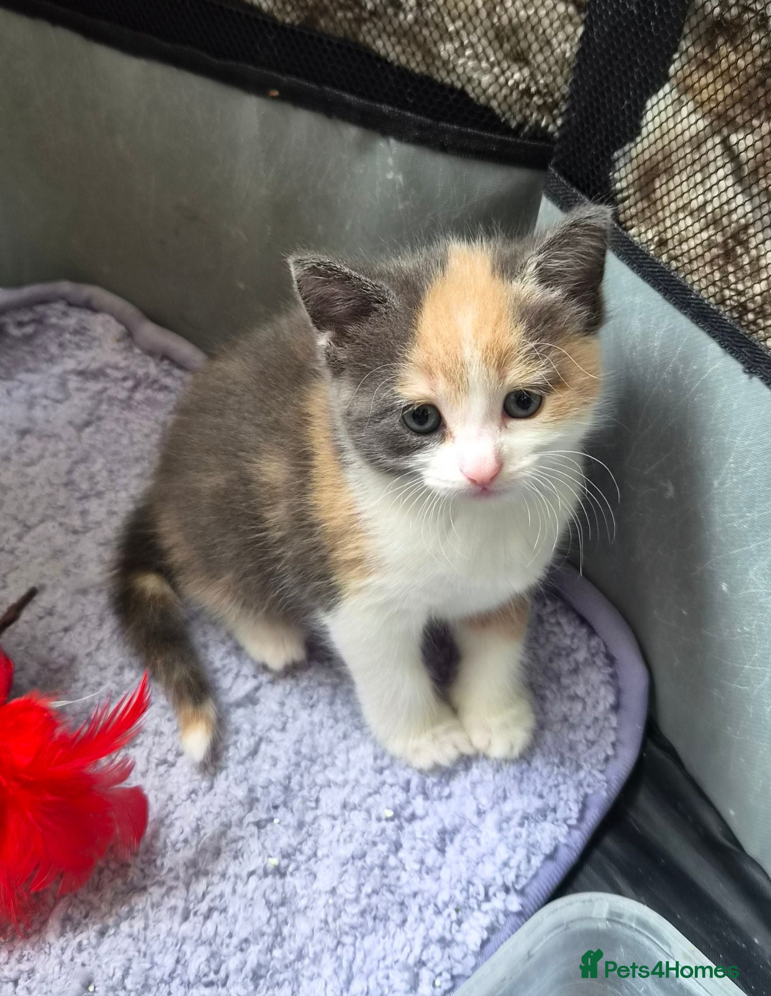 Mixed Breed cats Adorable kittens for sale  - Advert 1