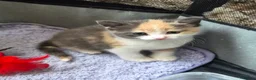 Mixed Breed cats for sale: Adorable kittens for sale  - Advert 1