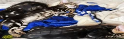 Bengal cats for sale: Gorgeous Marble Bengal Kittens - Ready Now - Advert 5