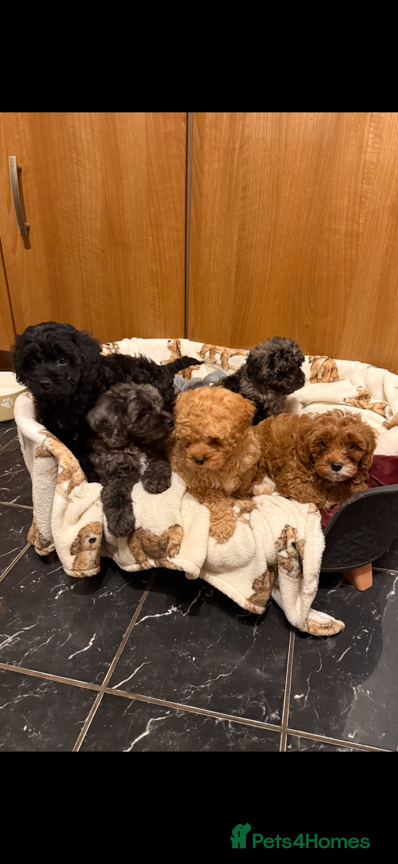 Cavapoo dogs 5 pups for sale - Advert 15