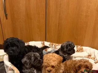 Cavapoo dogs 5 pups for sale - Advert 1