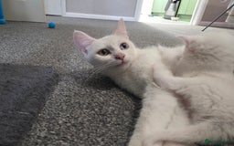 Turkish Angora cats for sale: Turkish angora kittens - Image 11