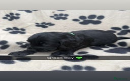 Cockapoo dogs for sale: Stunning F1B Cockerpoos - Image 9