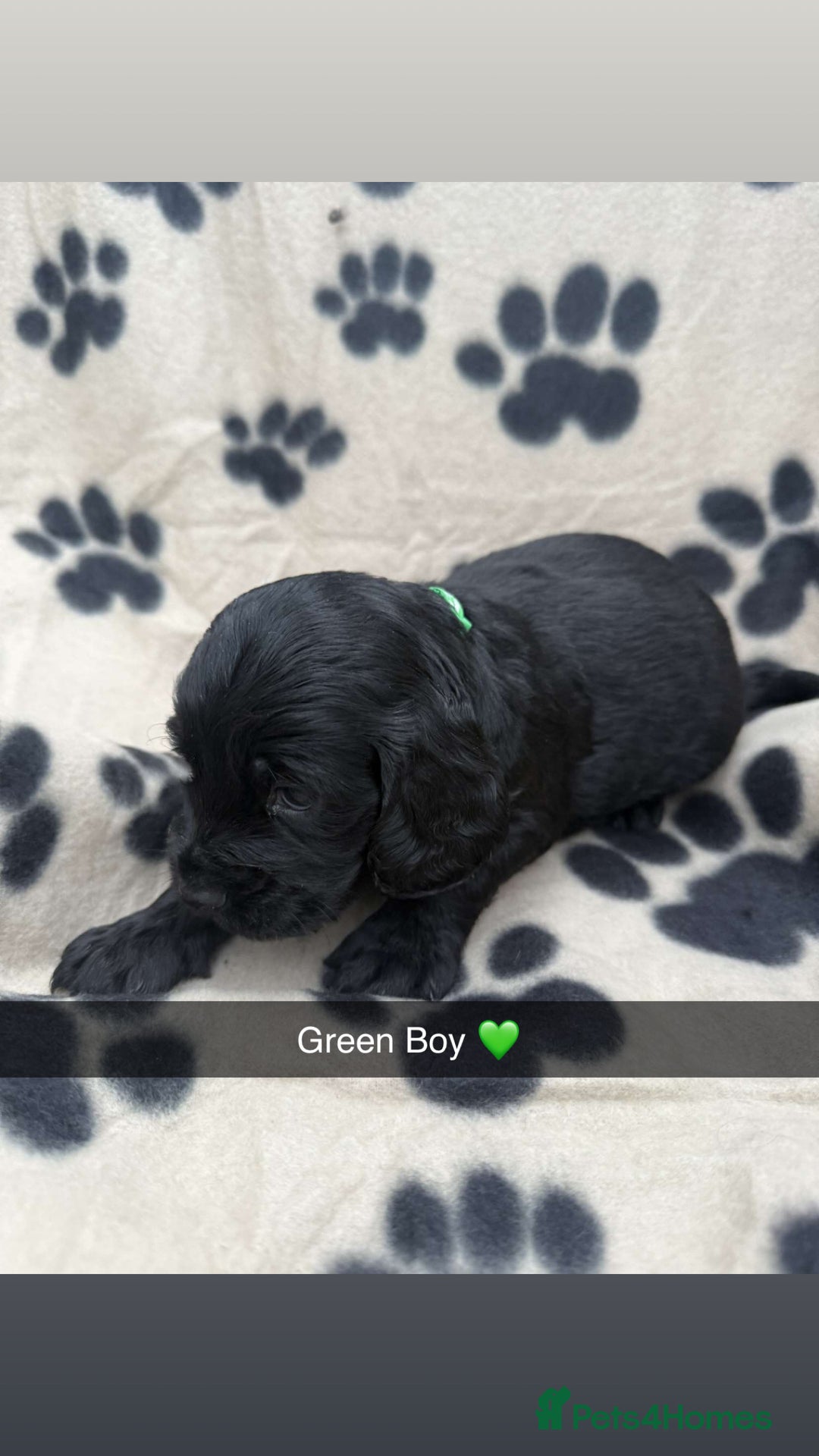 Cockapoo dogs for sale: Stunning F1B Cockerpoos - Image 9