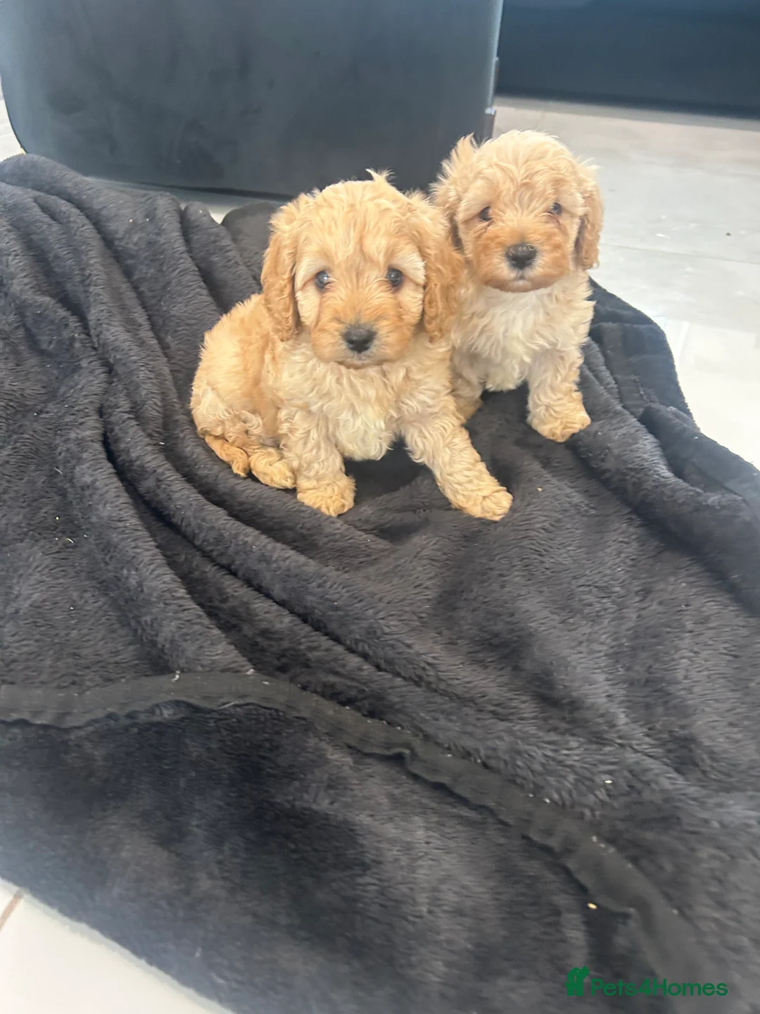 Cavapoochon dogs for sale: Stunning pups  - Advert 5