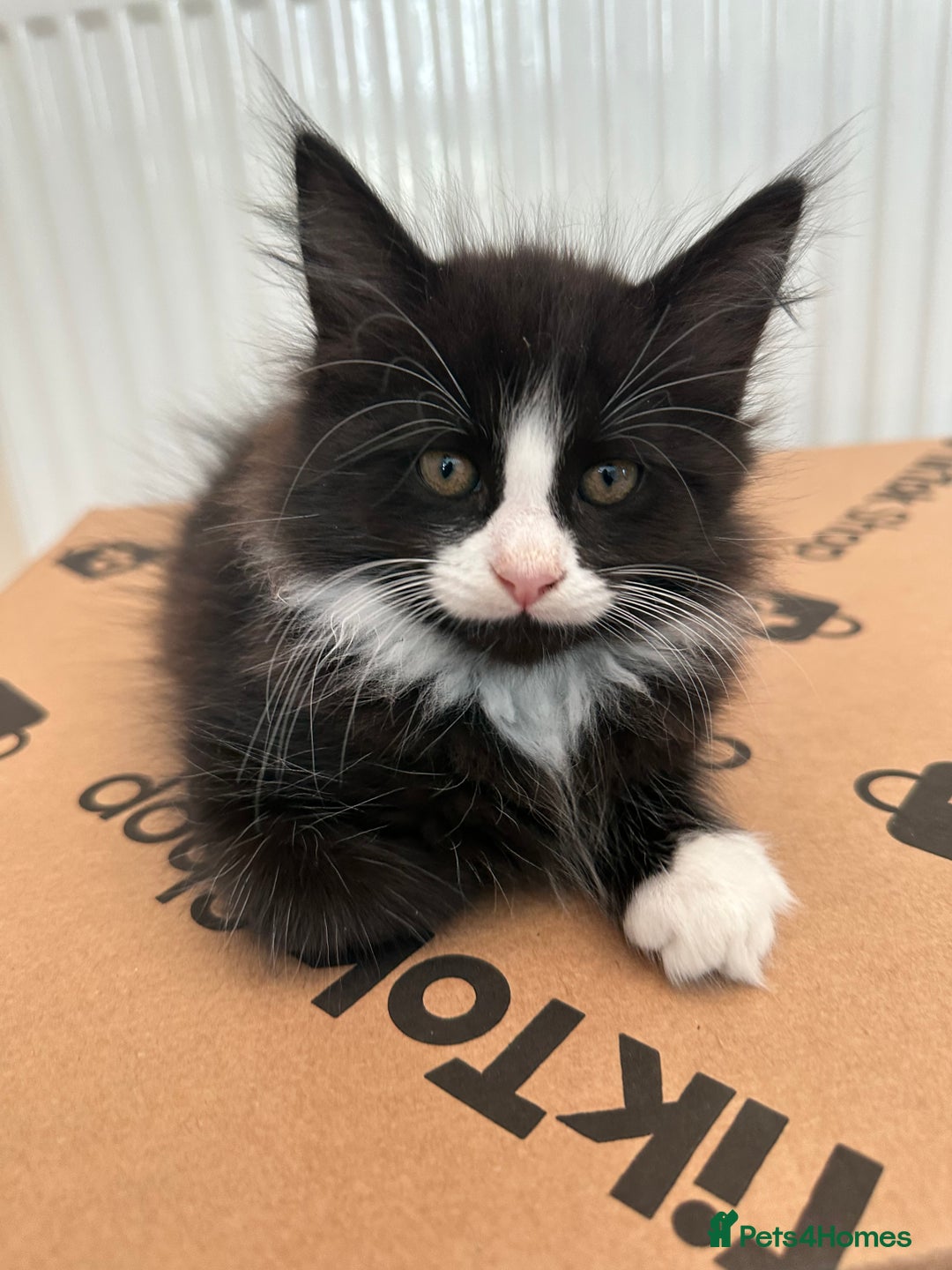 Maine Coon cats for sale: 8 weeks old 4 male 1 female ready to go new homes  - Image 4