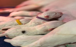 English Bull Terrier dogs for sale: Outstanding English Bull Terrier Puppies - Image 18