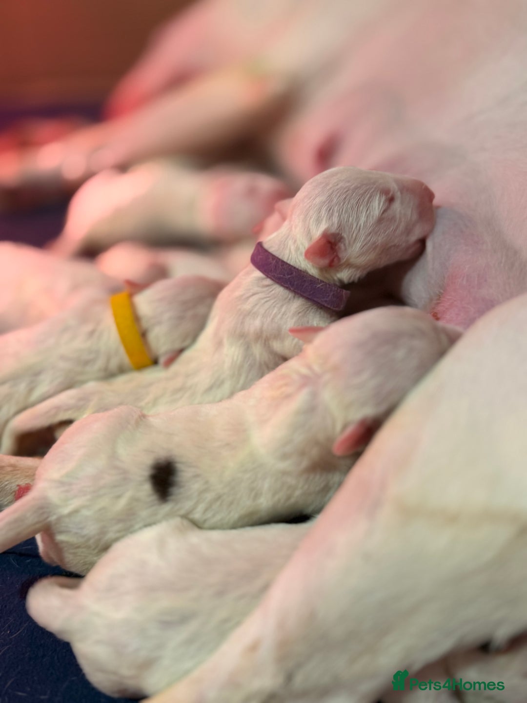 English Bull Terrier dogs for sale: Outstanding English Bull Terrier Puppies - Image 18