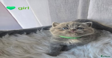 British Shorthair cats - Advert 15
